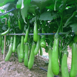 30 Long Green Eggplant Seeds AW96352