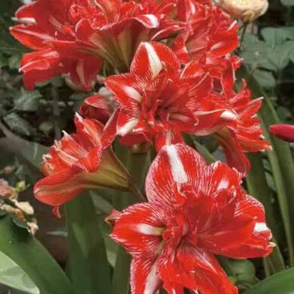 2 Amaryllis Vittata Bulbs FW95210-103