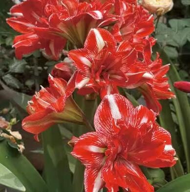 2 Amaryllis Vittata Bulbs FW95210-103