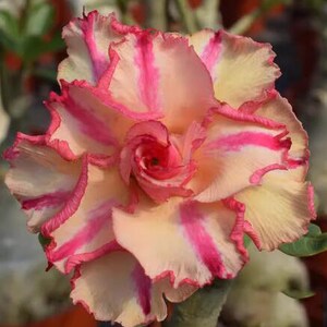 5 Rare Desert Rose Flowers Seeds FW95227-110