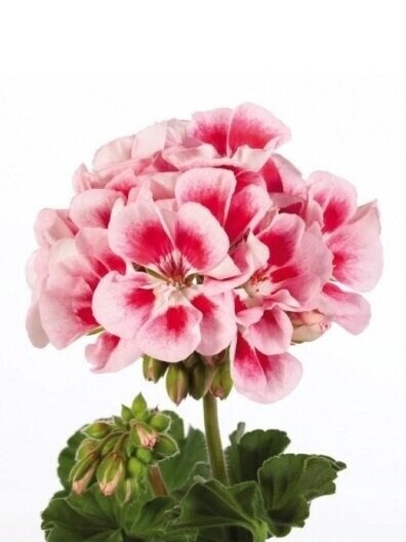 30 Geranium Seeds Pelargonium Seeds HW9620516 Etsy