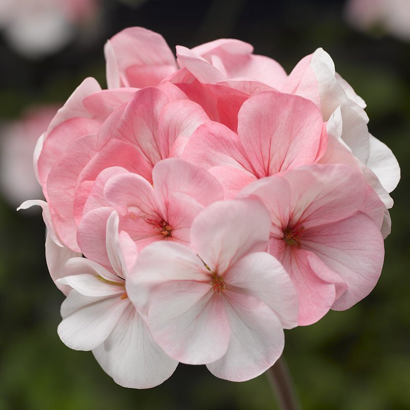 30 Geranium Seeds Pelargonium Seeds HW96205-32