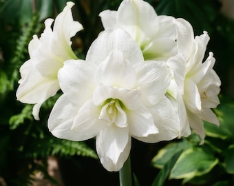 2 Pure White Double Amaryllis Bulb, Snow White Hippeastrum, Large Winter Flower Kit, Elegant Wedding Decor FW95210-229