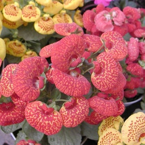 10 Rare Slipper Flower Fascination Flower Seeds EW91001-34
