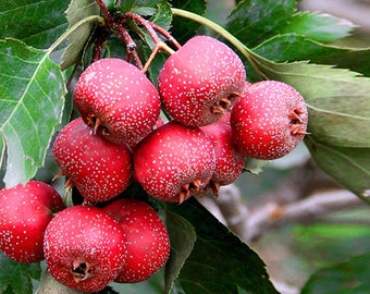 5 Hawthorn fruit Crataegus monogyna seeds FW91017