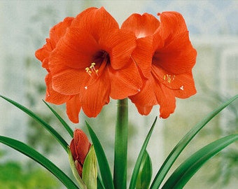 May include: A close-up of a red amaryllis plant in bloom with green leaves. The plant has multiple flowers and a bud.