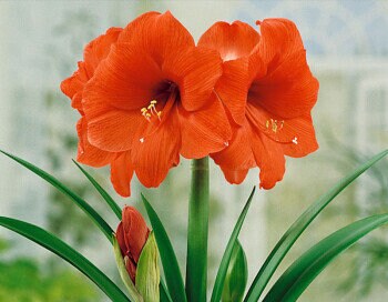 2 bombillas Amaryllis Vittata FW95210-92