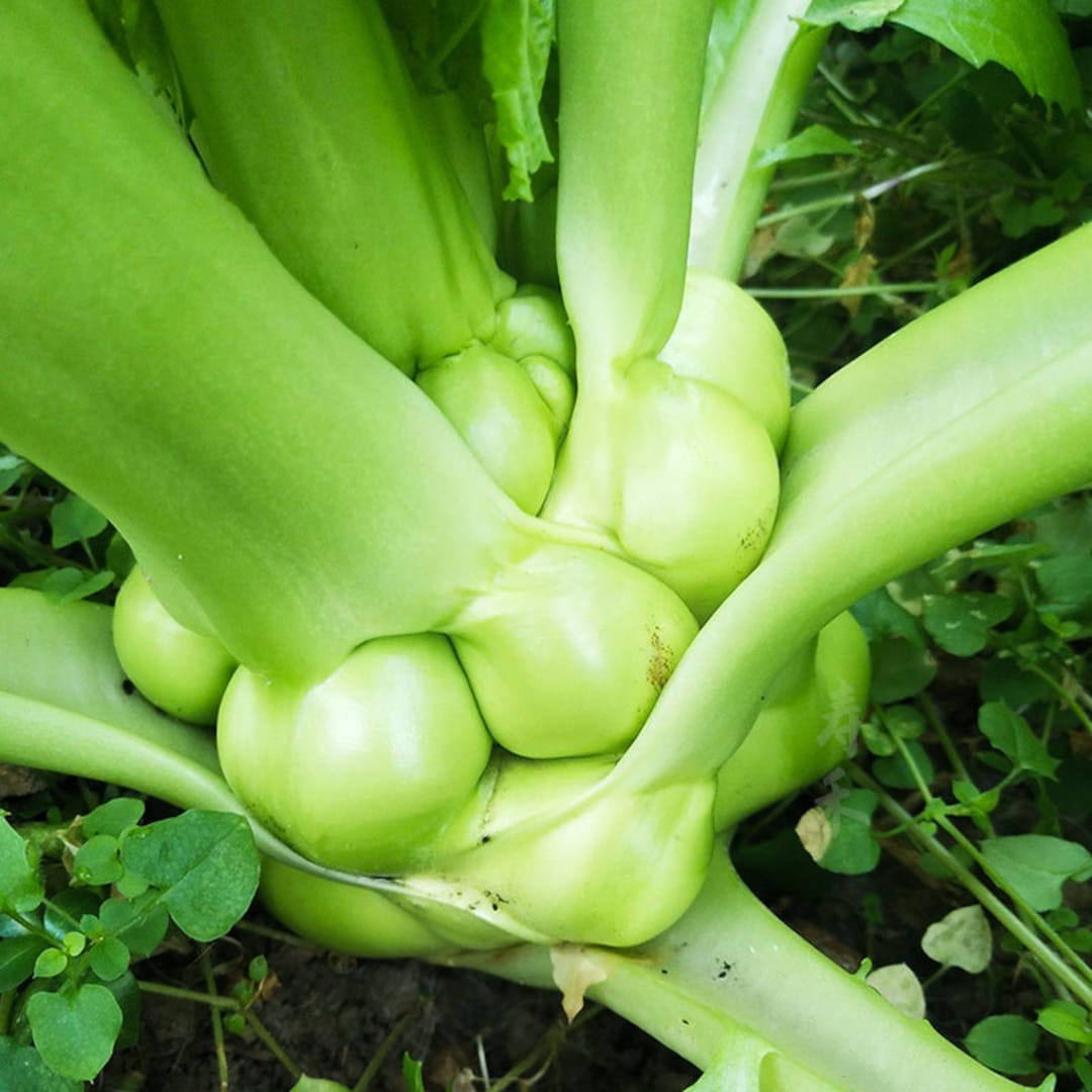 200 Chinese Stem Mustard Tuber Seeds AW95291 Etsy