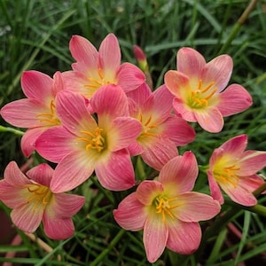 2  Rain Lily Bulbs TW91030-7