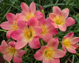 Lily Amazon.com : Zephyranthes- Pink Rain Lily, 25 Bulbs. Now