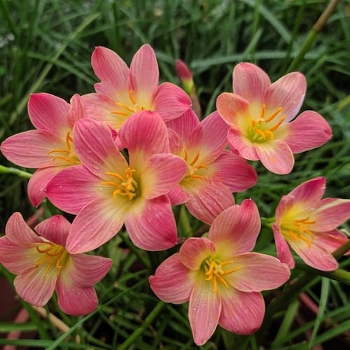 2 Rain Lily Bulbs TW910305 Etsy