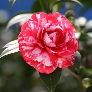 5pcs Camellia flower seeds HW96009-2