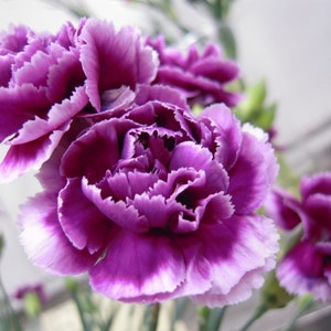 30 Carnation Dianthus Caryophyllus Chabaud Flower Seeds BW91072-2