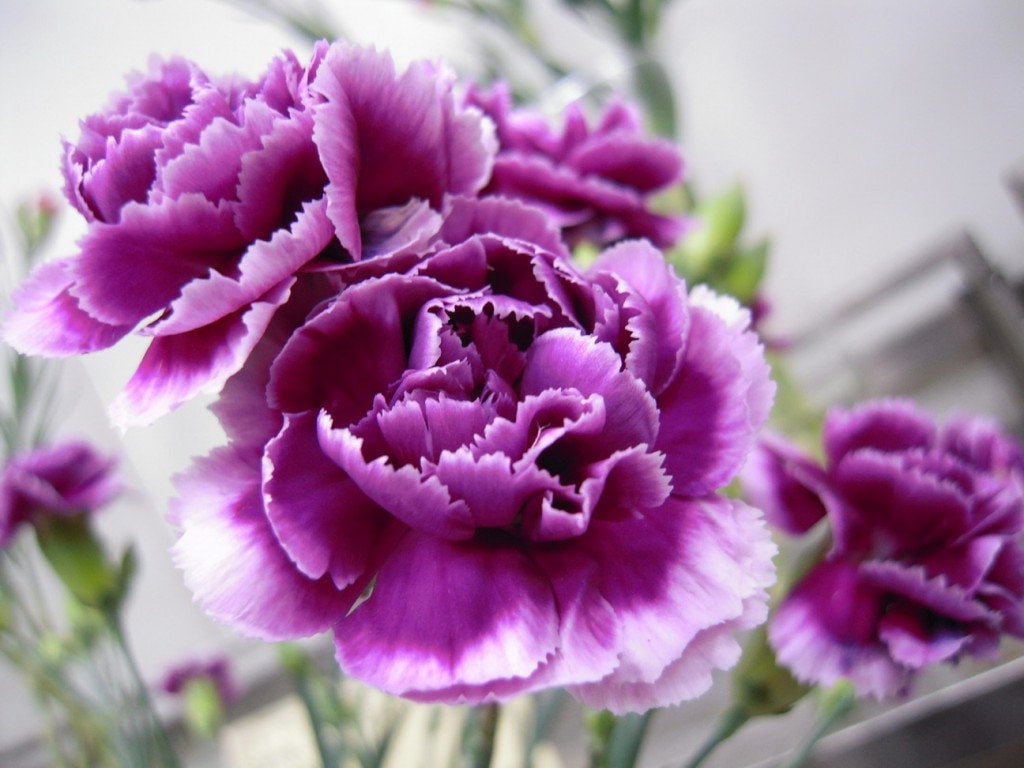 Acheter oeillet Dianthus Oscar Pink And Purple pas cher sur