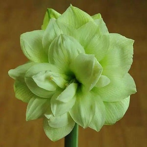 2 Amaryllis Vittata Bulbs FW95210-115