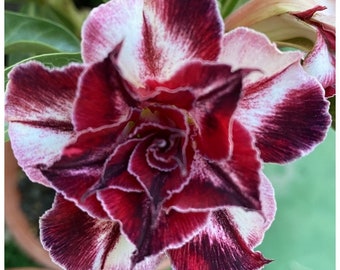 5 Rare Desert Rose Flowers Seeds FW95227-108 - Etsy