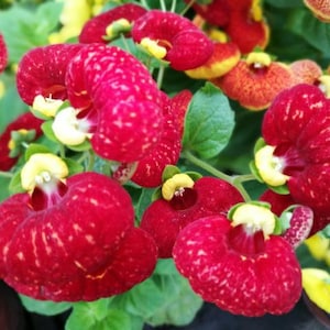 10 Rare Slipper Flower Fascination Flower Seeds EW91001-32