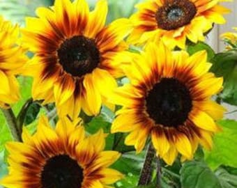 15 Sunflower Sun Flower Seeds BW97800-21 - Etsy