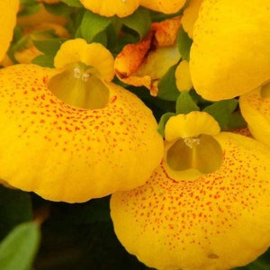 10 Rare Slipper Flower Fascination Flower Seeds EW91001-35