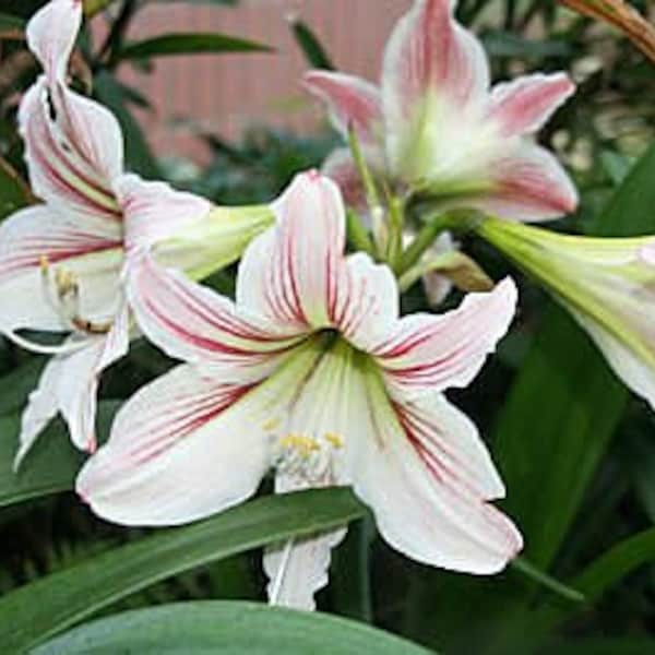 2 Amaryllis Vittata Bulbs FW95210-11