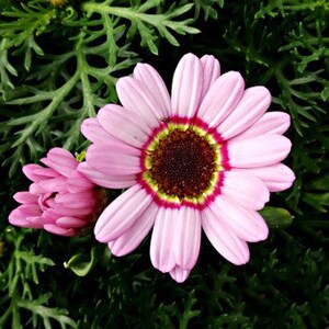 30 Tricolor Daisy (Pyrenthrum Daisy) Chrysanthemum Flower Seeds BW91062-4