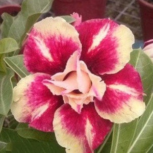 5 Rare Desert Rose Flowers Seeds FW95227-38