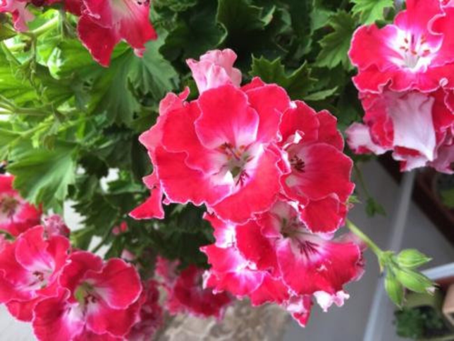 30 Geranium Seeds Pelargonium Seeds HW9620513 Etsy