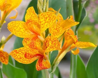 Canna Paniculata | Canna Lily | 5 Seeds - Etsy