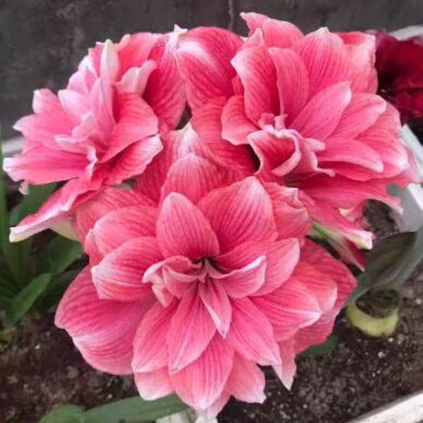 2 Amaryllis Vittata Bulbs FW95210-105