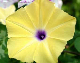10 Morning Glory Flowers Seeds BW95002-35