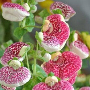10 Rare Slipper Flower Fascination Flower Seeds EW91001-6