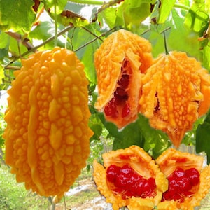 5 Momordica Charantia Seeds Bitter melon seeds DW90002