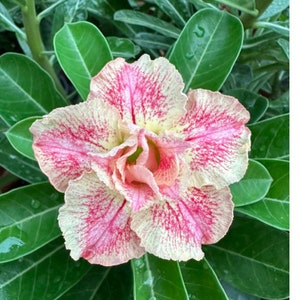 5 Rare Desert Rose Flowers Seeds FW95227-391