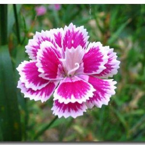 20 Dianthus chinensis Flower Seeds DW91003-25