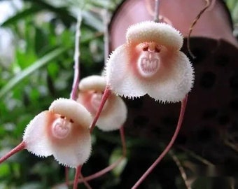 20 Monkey Face Orchid Flower Seeds HW91018