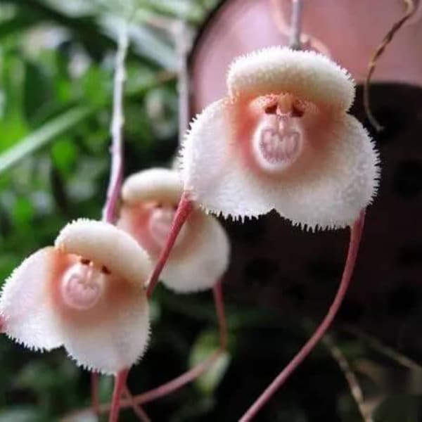 20 Monkey Face Orchid Flower Seeds HW91018