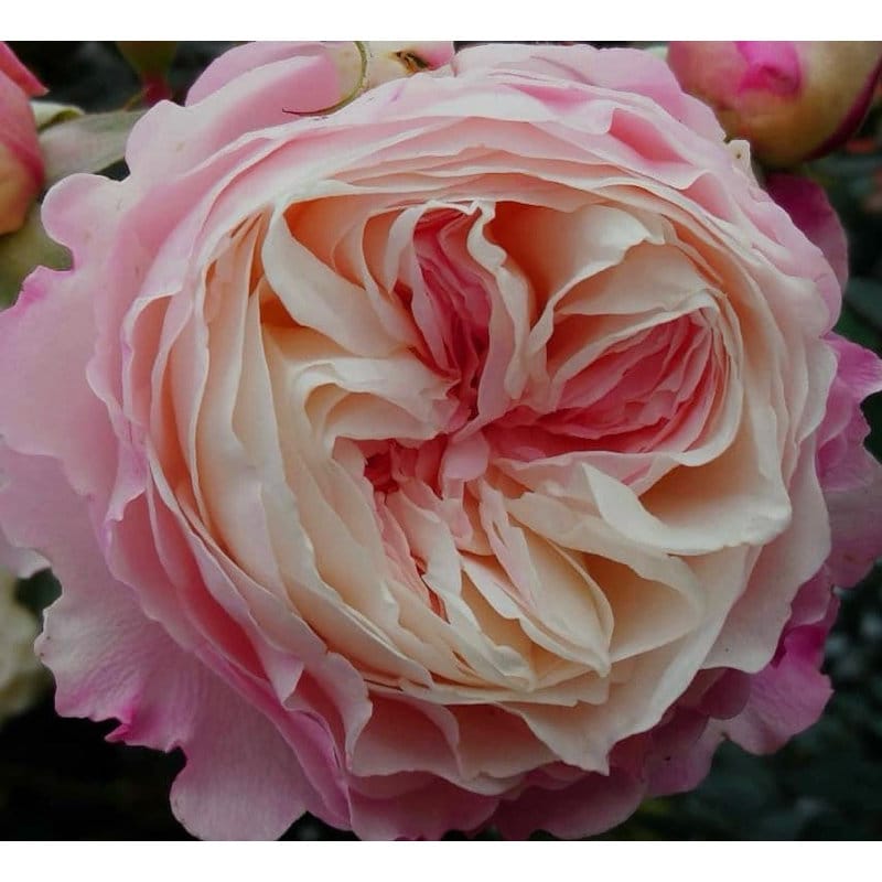 10 Rose Rosa Flower Seeds HW6109-534 - Etsy