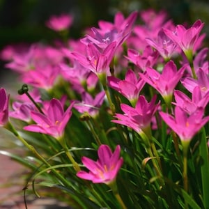 2  Rain Lily Bulbs TW91021