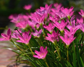 2  Rain Lily Bulbs TW91021