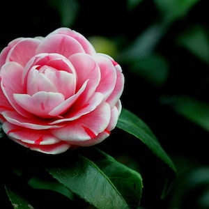 5pcs Camellia flower seeds HW96008
