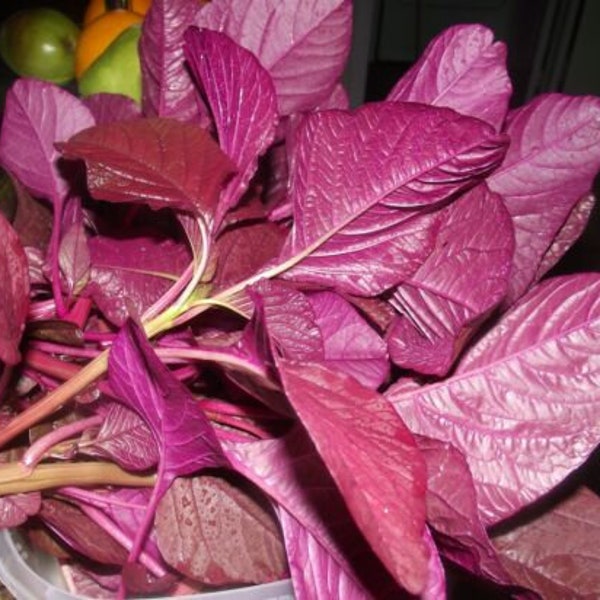 300 Red Spinach Amaranth Seeds AW95371