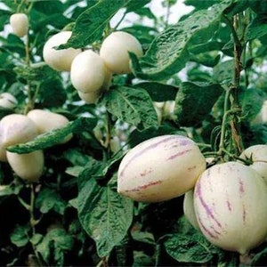 Puede incluir: Primer plano de una planta de mel&oacute;n pepino con varios frutos maduros. Los frutos son blancos con rayas moradas y crecen en la vid.