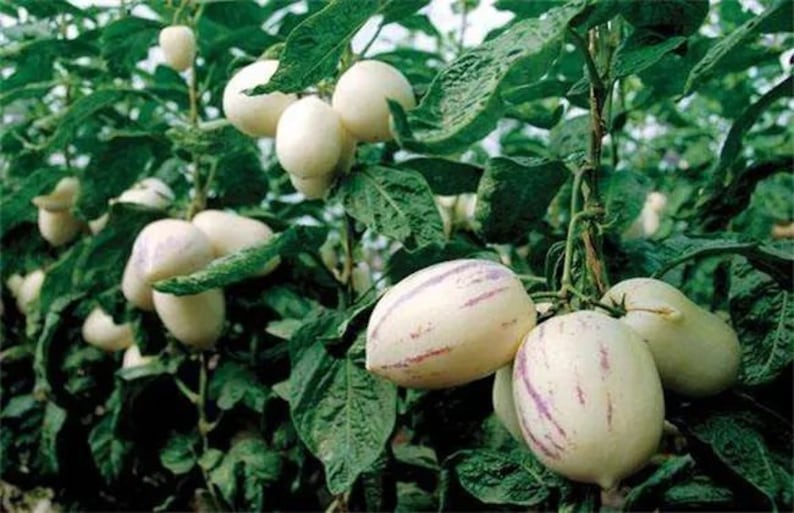 Puede incluir: Primer plano de una planta de mel&oacute;n pepino con varios frutos maduros. Los frutos son blancos con rayas moradas y crecen en la vid.