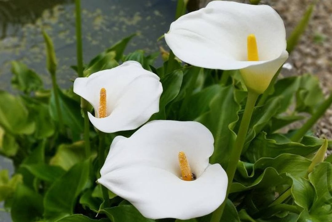 2 Giant White Calla Lily Bulb Seeds HW92001 - Etsy