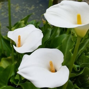 May include: Three white calla lilies with yellow spadices are surrounded by green leaves. The flowers are in full bloom, with their elegant, trumpet-like shape. The image is a close-up, showcasing the details of the petals.