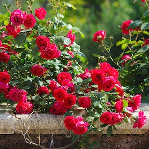 10 Red ROSE Rosa Bush Seeds BW91051