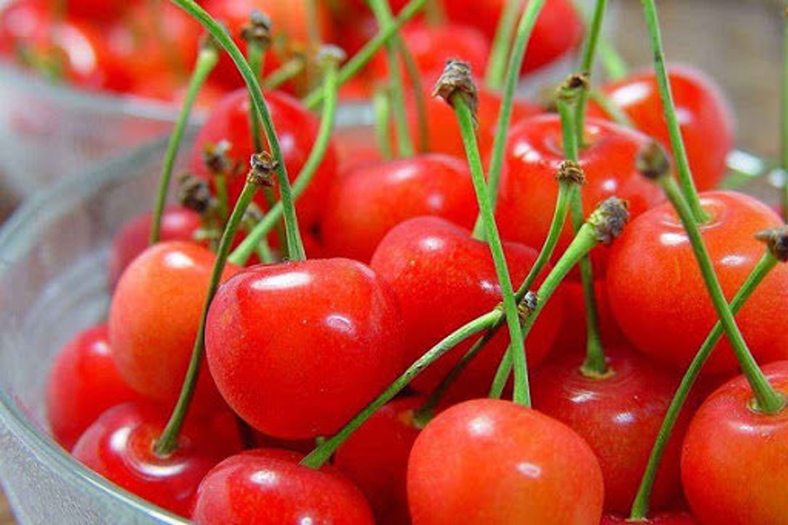 5 Organic Bing Cherry Tree Seeds FW91019 Etsy