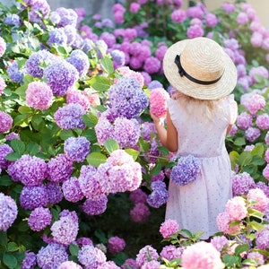 10 Rare Hydrangea Flower Seeds Mix Colors CW91072-27 - Etsy