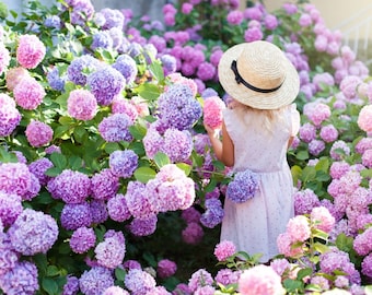 Peut inclure: Une jeune fille vêtue d'une robe blanche et d'un chapeau de paille se tient dans un jardin rempli d'hortensias roses et violets.