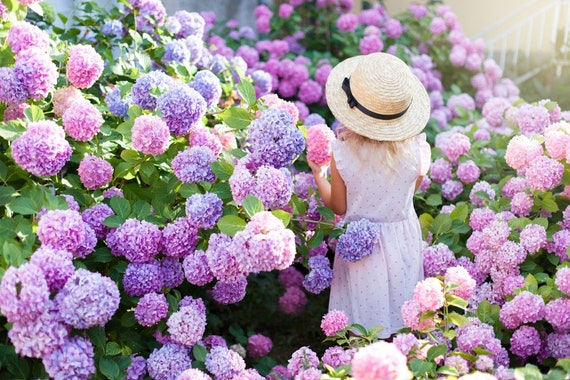 10 Rare Hydrangea Flower Seeds Mix Colors CW91072-27 - Etsy 10 Rare Hydrangea Flower Seeds Mix Colors CW91072-27 - Etsy